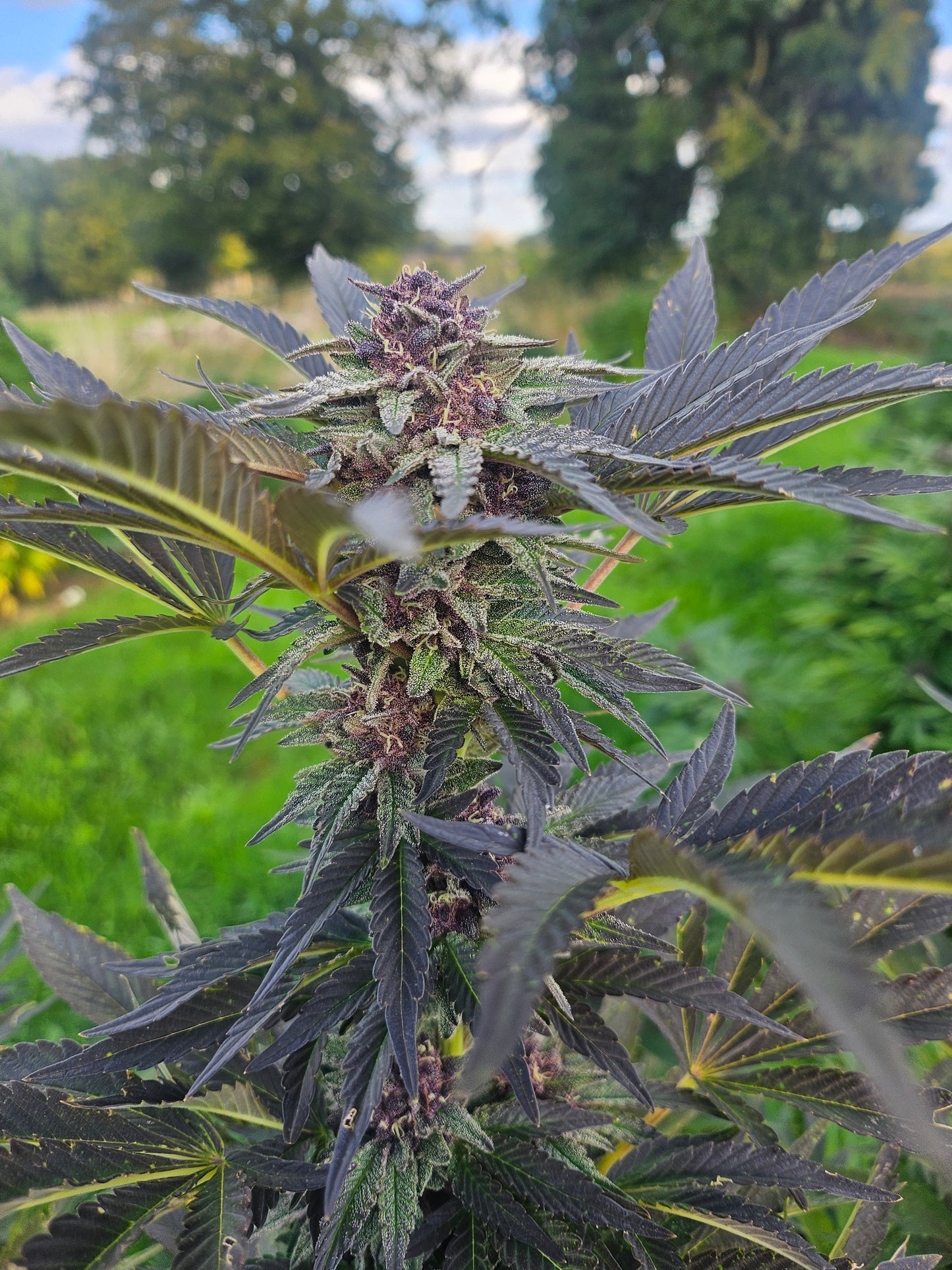Lemon Cookie Dough CBD