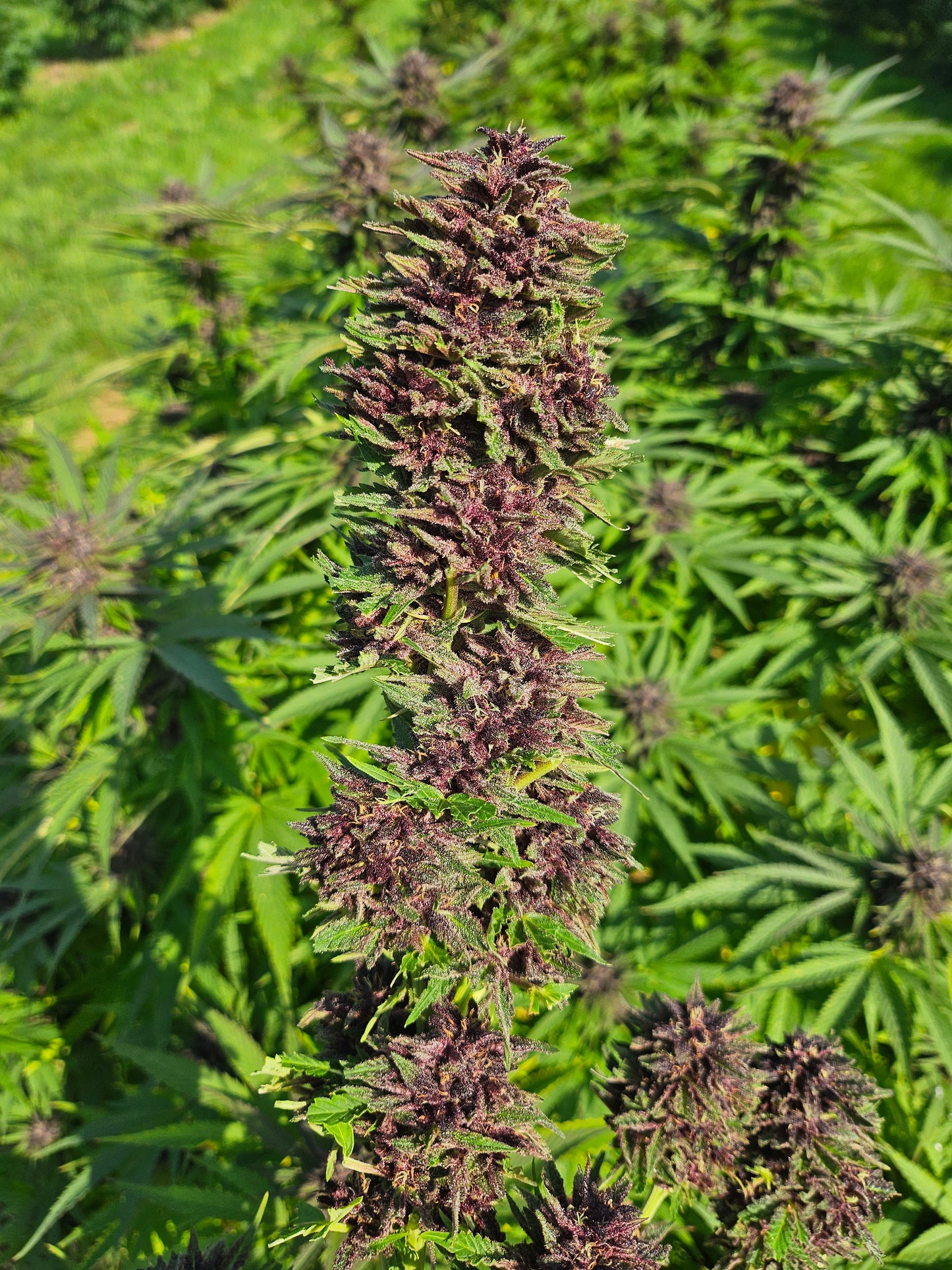 Legendary Platinum OG