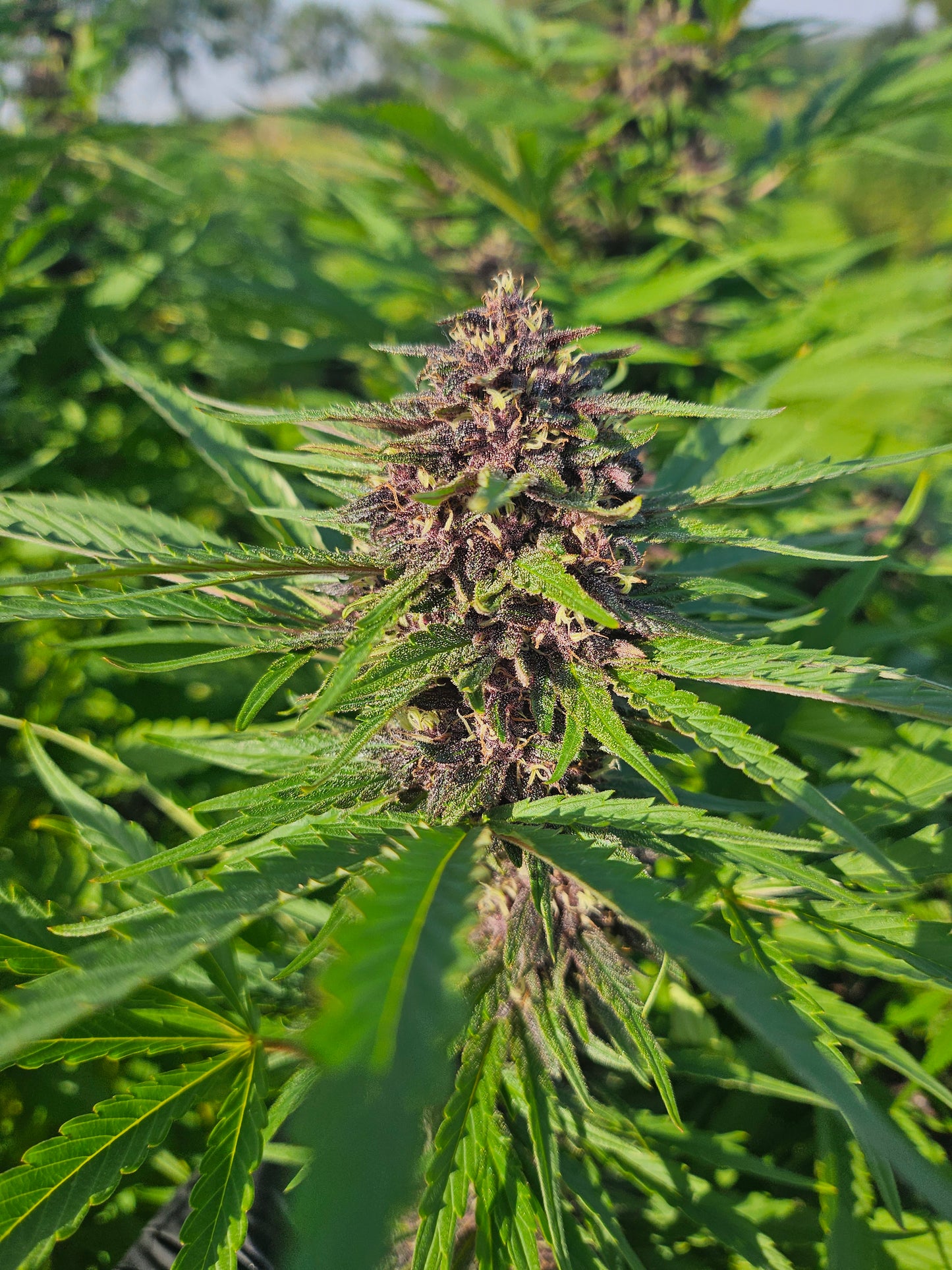Legendary Platinum OG